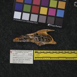 Hyracodon priscidens