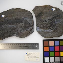 Cheirolepis canadensis