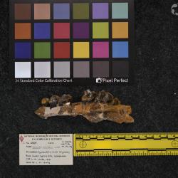 Hyracodon priscidens