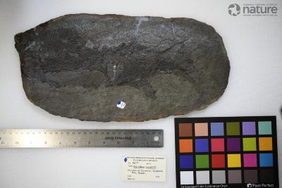 Cheirolepis canadensis