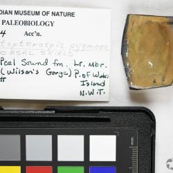 Protopteraspis Leriche, 1924