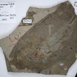 Aquilopiscis wilsoni