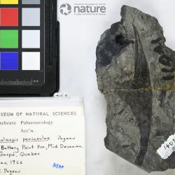 Cephalaspis Agassiz, 1835