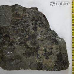 Eusthenopteron foordi