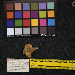 Hyracodon priscidens