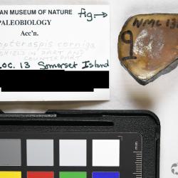 Protopteraspis Leriche, 1924