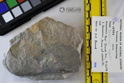 Boothiaspis Broad, 1973