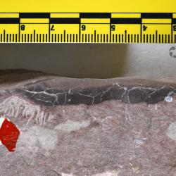 Boothiaspis Broad, 1973