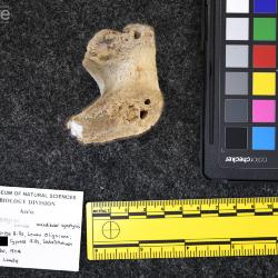 Rhinoceros occidentalis