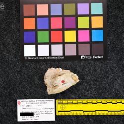 Rhinoceros occidentalis