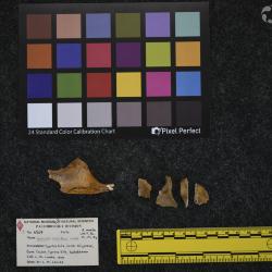 Hyracodon priscidens