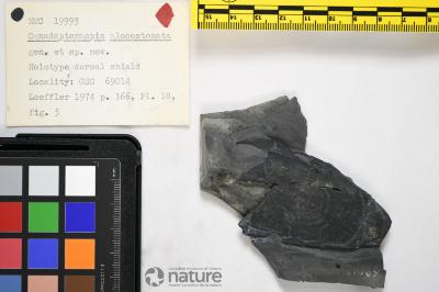 Canadapteraspis Dineley & Loeffler, 1976