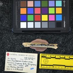 Daphoenictis tedfordi