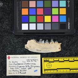 Daphoenictis tedfordi