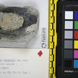 Traquairaspis Kiaer, 1932