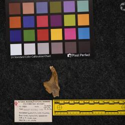 Hyracodon priscidens