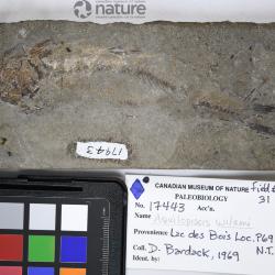 Aquilopiscis wilsoni