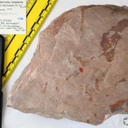 Boothiaspis Broad, 1973