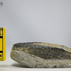 Traquairaspis Kiaer, 1932