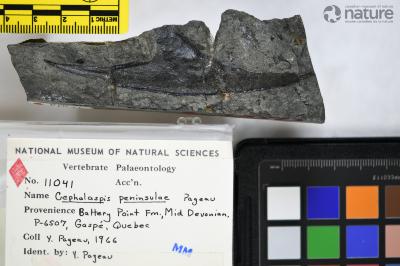 Cephalaspis Agassiz, 1835