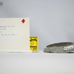 Traquairaspis Kiaer, 1932