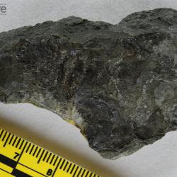 Eusthenopteron foordi