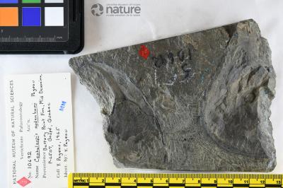 Cephalaspis Agassiz, 1835