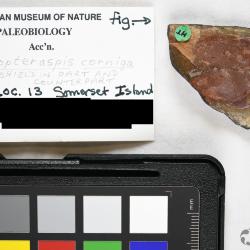 Protopteraspis Leriche, 1924