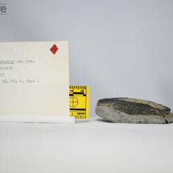 Traquairaspis Kiaer, 1932