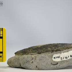 Traquairaspis Kiaer, 1932