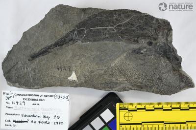 Bothriolepis canadensis