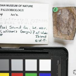 Protopteraspis Leriche, 1924