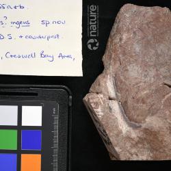 Vernonaspis Flower & Wayland-Smith, 1952