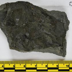 Eusthenopteron foordi