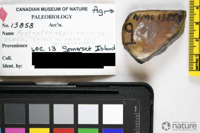 Protopteraspis Leriche, 1924