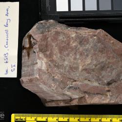 Vernonaspis Flower & Wayland-Smith, 1952