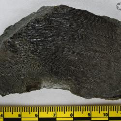 Eusthenopteron foordi