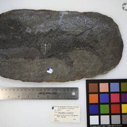 Cheirolepis canadensis