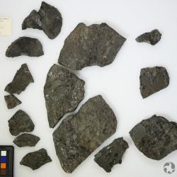 Eusthenopteron foordi