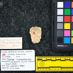 Trionyx leucopotamicus