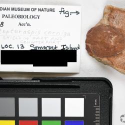 Protopteraspis Leriche, 1924