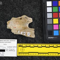 Rhinoceros occidentalis