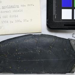 Pionaspis Denison, 1964