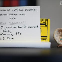 Ameiurus maconnellii