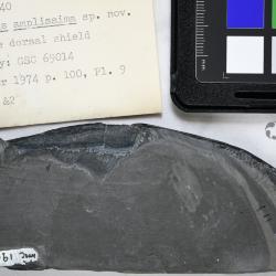 Pionaspis Denison, 1964