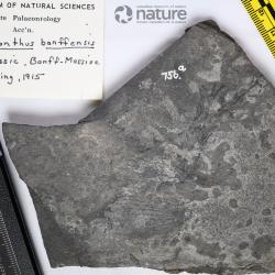 Coelacanthus banffensis