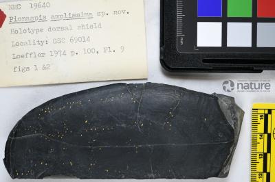 Pionaspis Denison, 1964