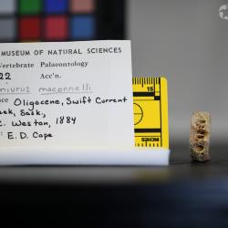 Ameiurus maconnellii