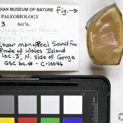 Ulutitaspis Elliott, 1984