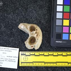 Rhinoceros occidentalis